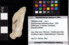 Foto (Objket + Etiketten) von Goniodromites bidentatus (Reuss, 1859) 